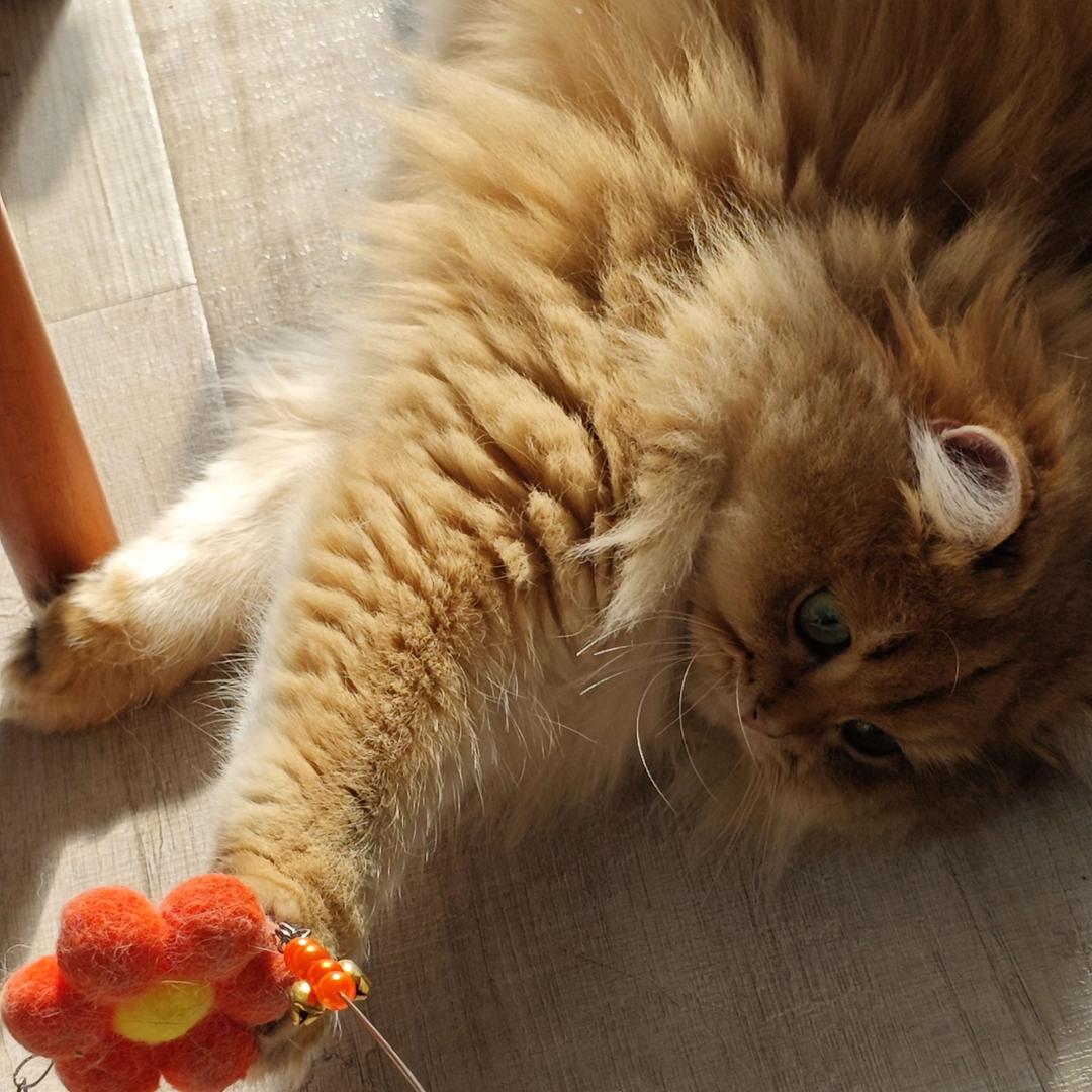 Fantasy的猫（猫咖•猫舍）