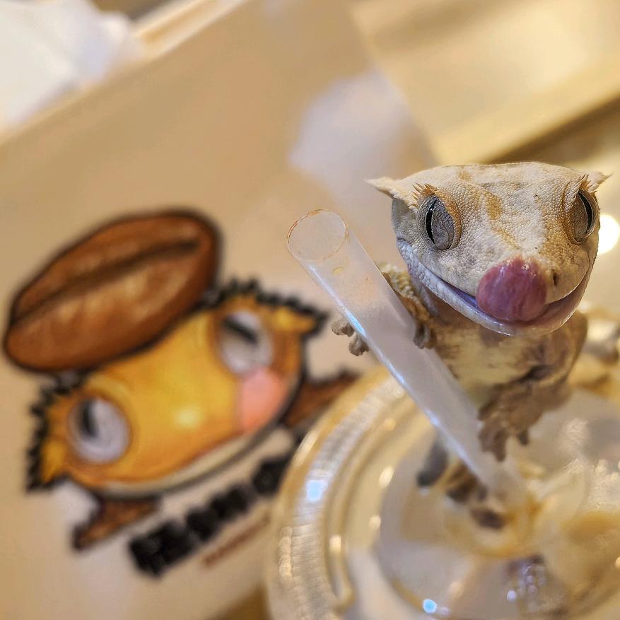 栖蜥咖啡爬宠互动馆