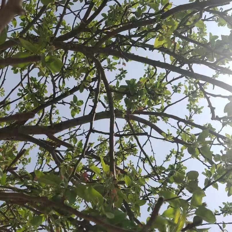 飞飞的直播号