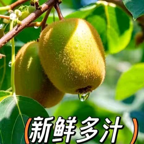 绵阳市猕链水果种植