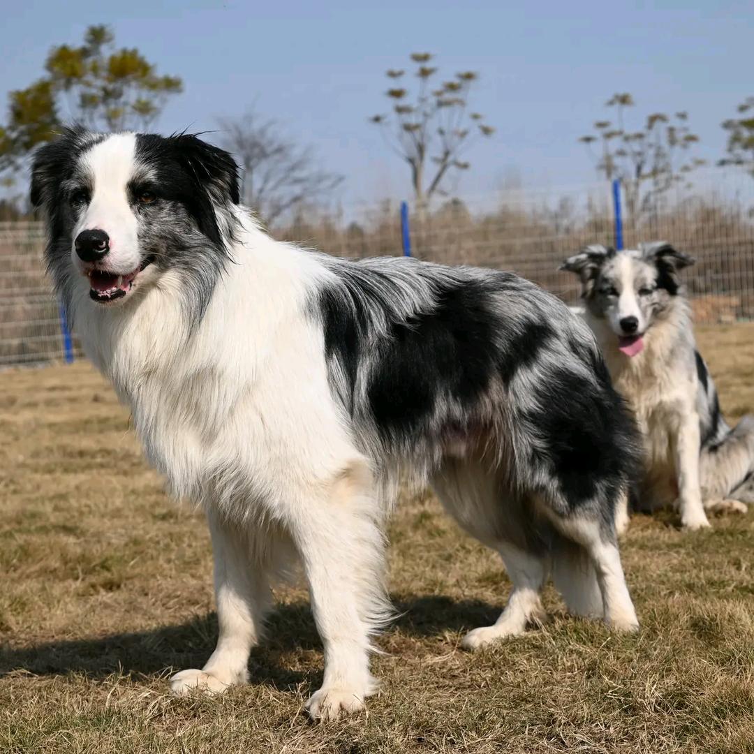 嘟嘟宠乐园（寄养 日托）