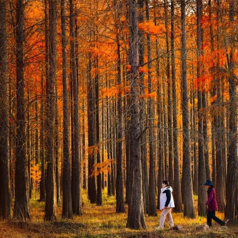 太子山红杉林（仙女紫薇园）官方号