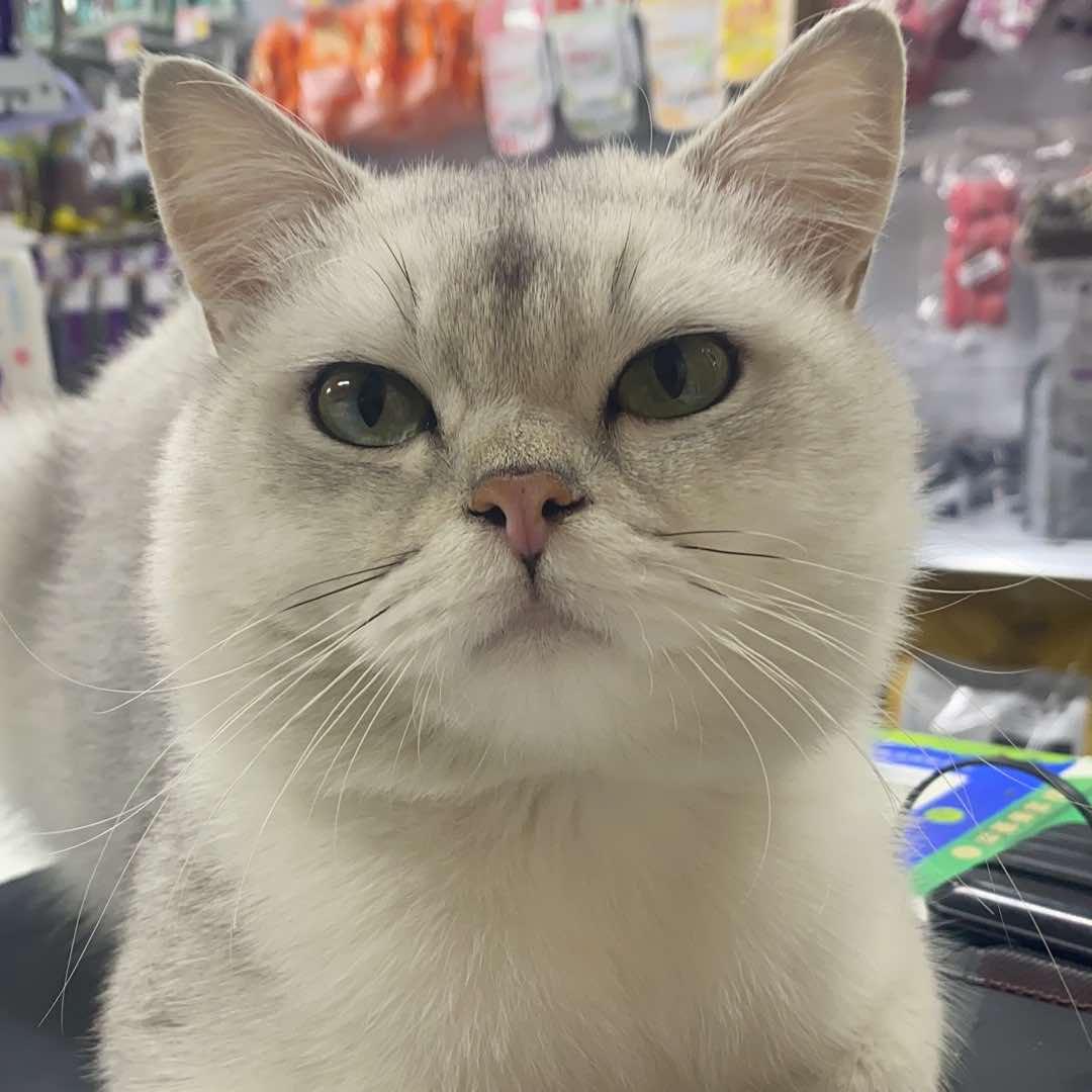 宠宠欲动宠物食品用品批发店宠粉号