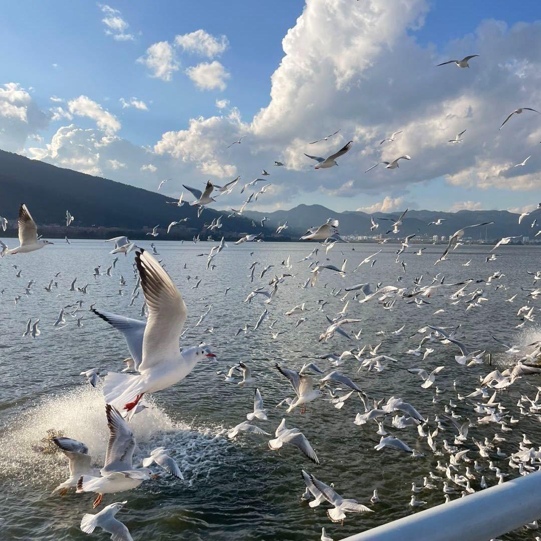 龍龍（直播号）