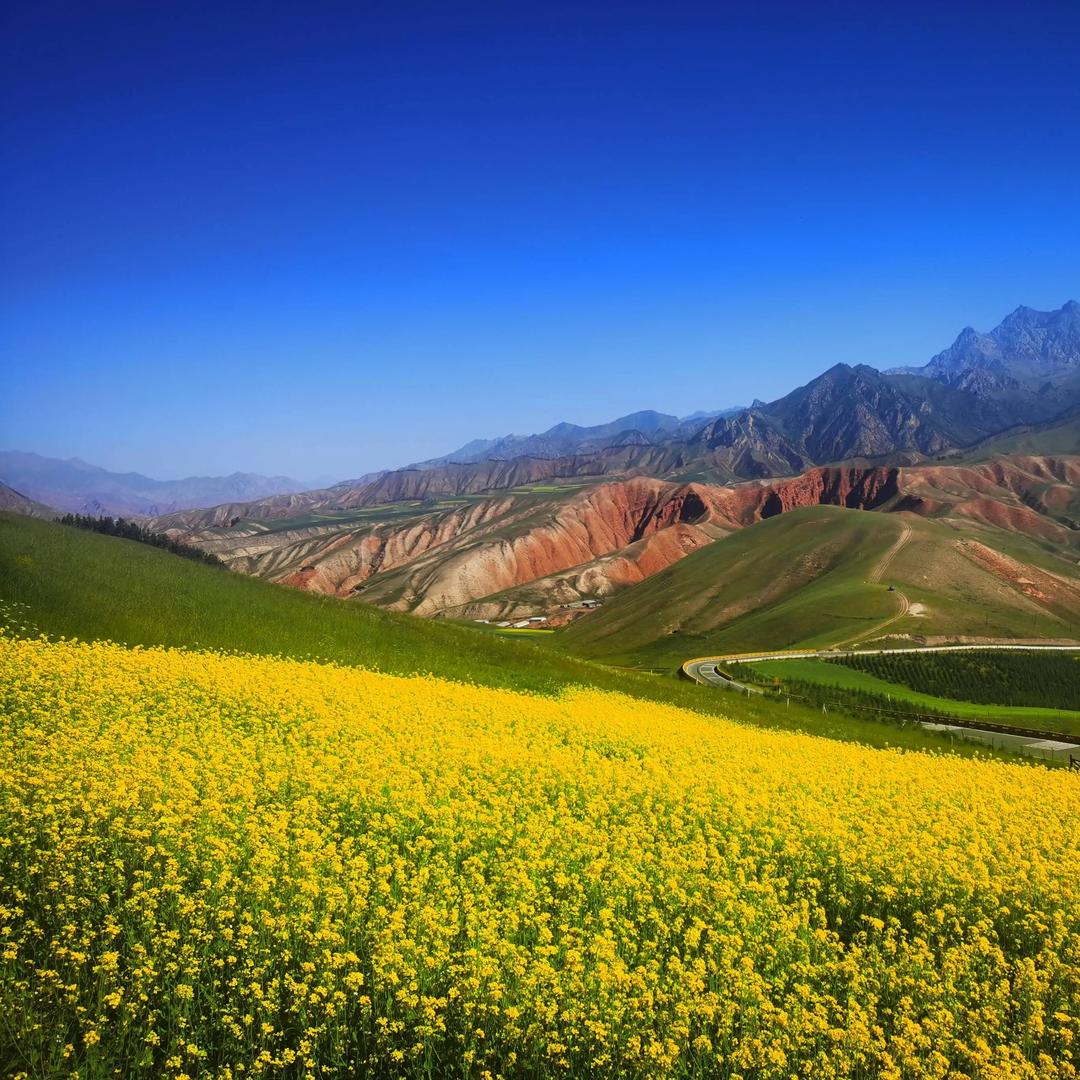 昆明大年直播号哈