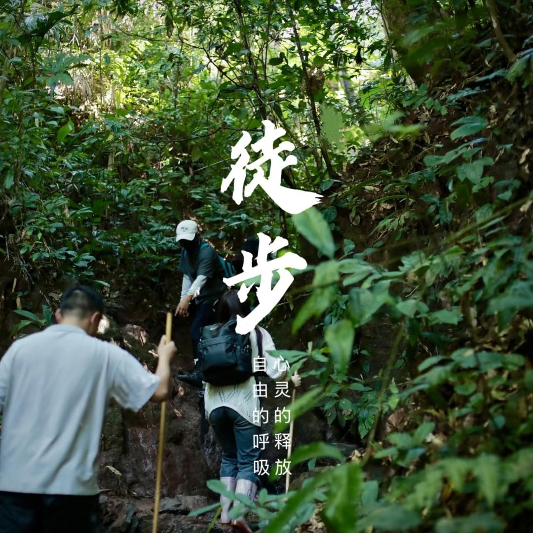 基诺山雨林徒步  。