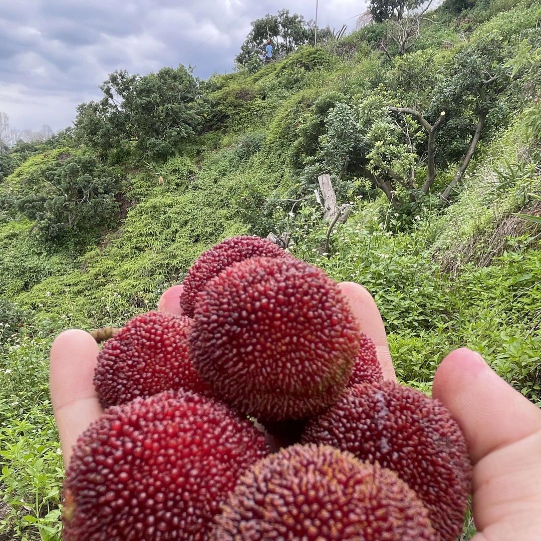 惠州市时代芯连二直播号