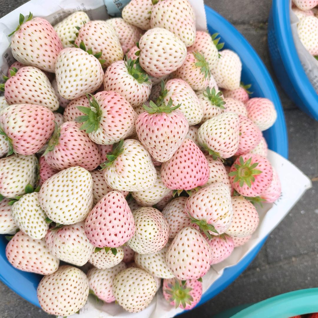 超凡草莓采摘园官方号