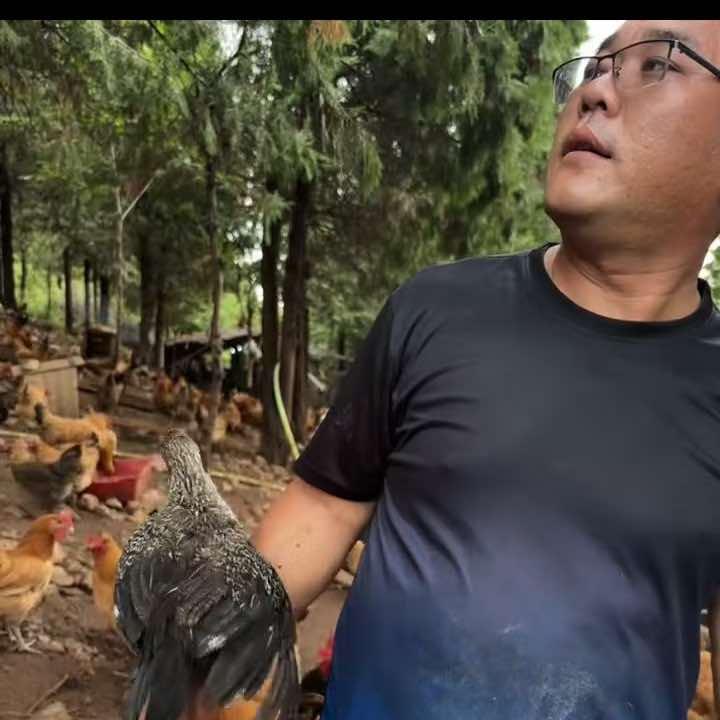 马头崮土鸡蛋土鸡零售批发官方号