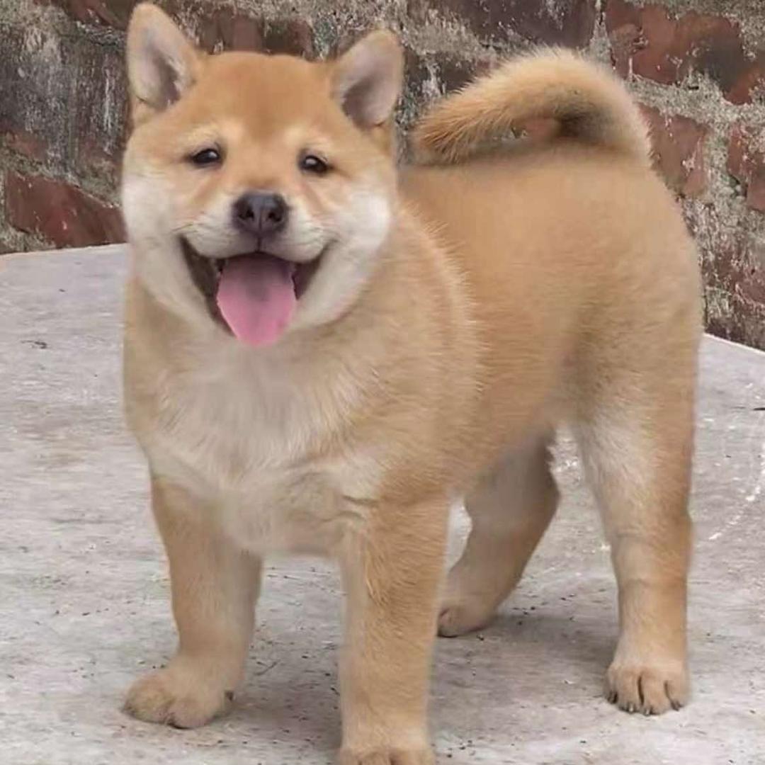 广西北流萌萌田园犬