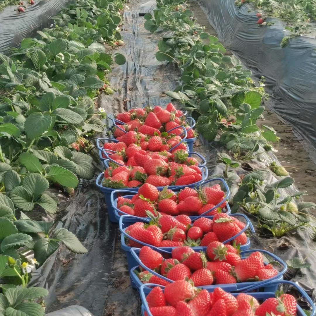 鄢陵县彭店镇蒋庄村乐丰草莓基地官方号