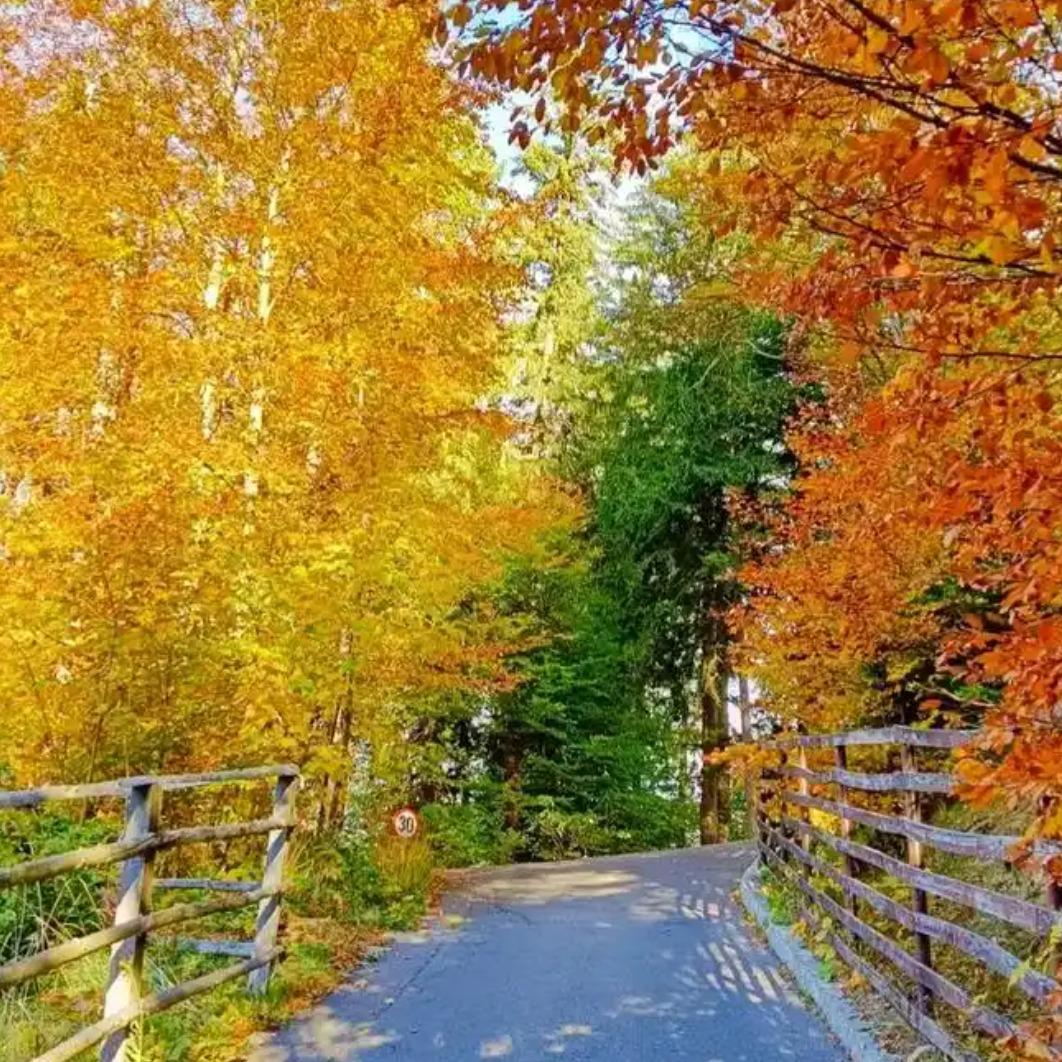 嘟嘟打雷直播号