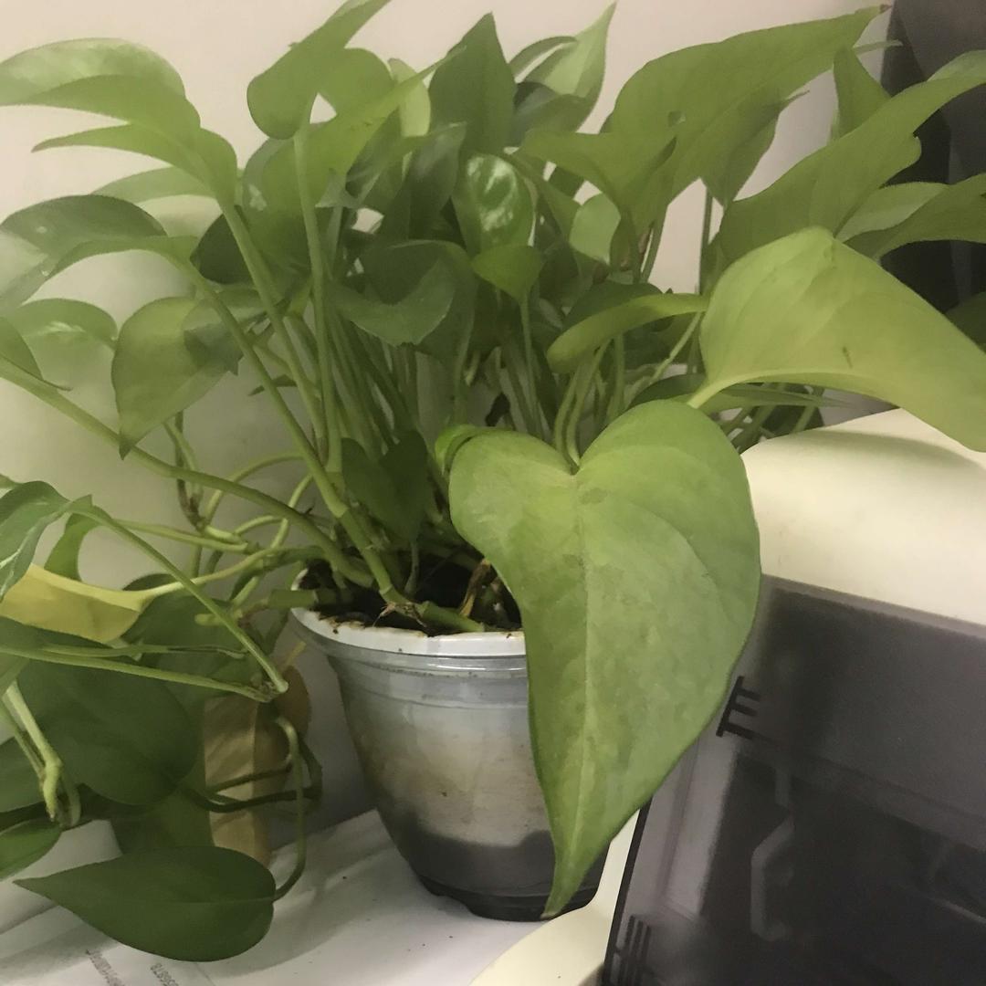 延津县马庄乡顶点造型发馆