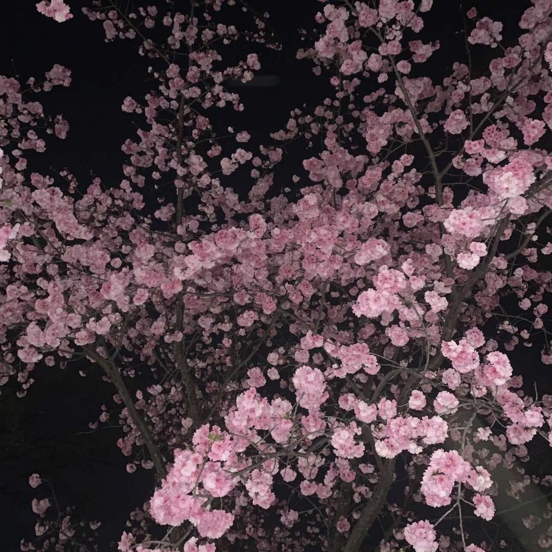 唐会|小唐