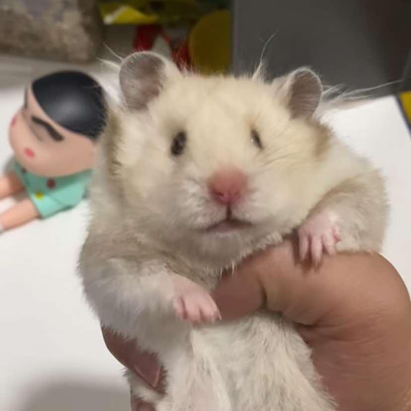 萌爪仓🐰