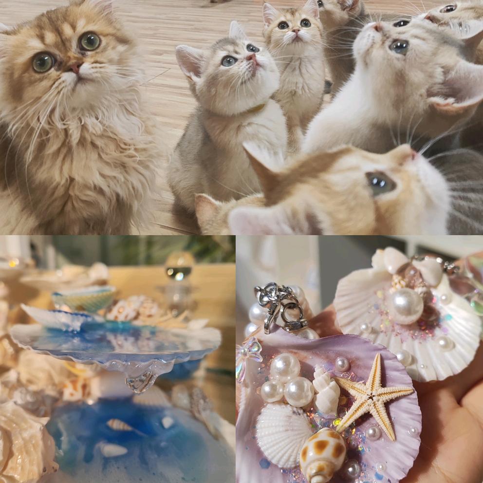 沙趣·猫咪海岸