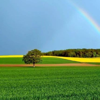锦瑞  (呼伦贝尔杰子半价车)