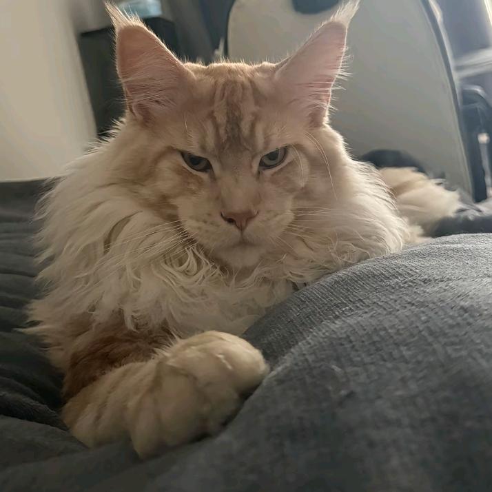 一只爱你的猫