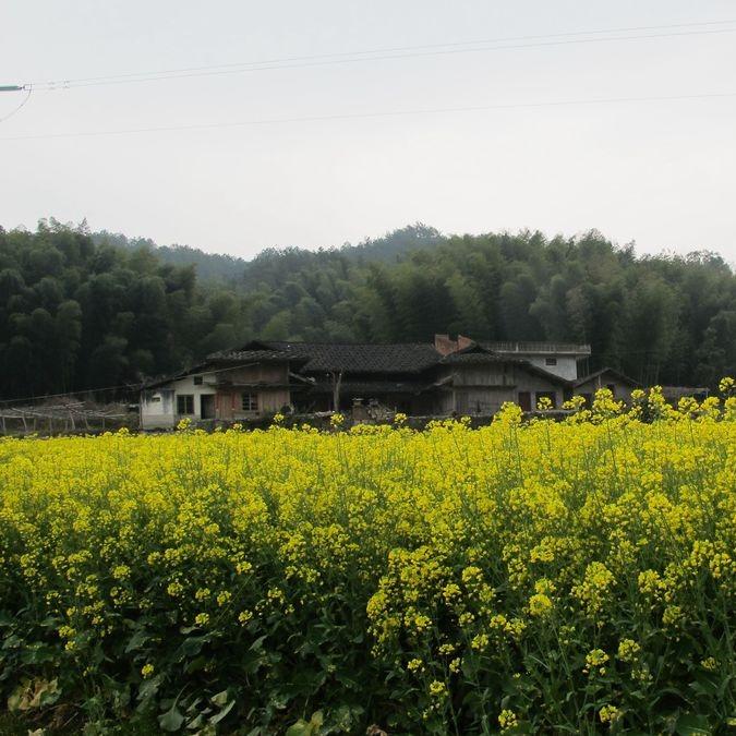福先生来了