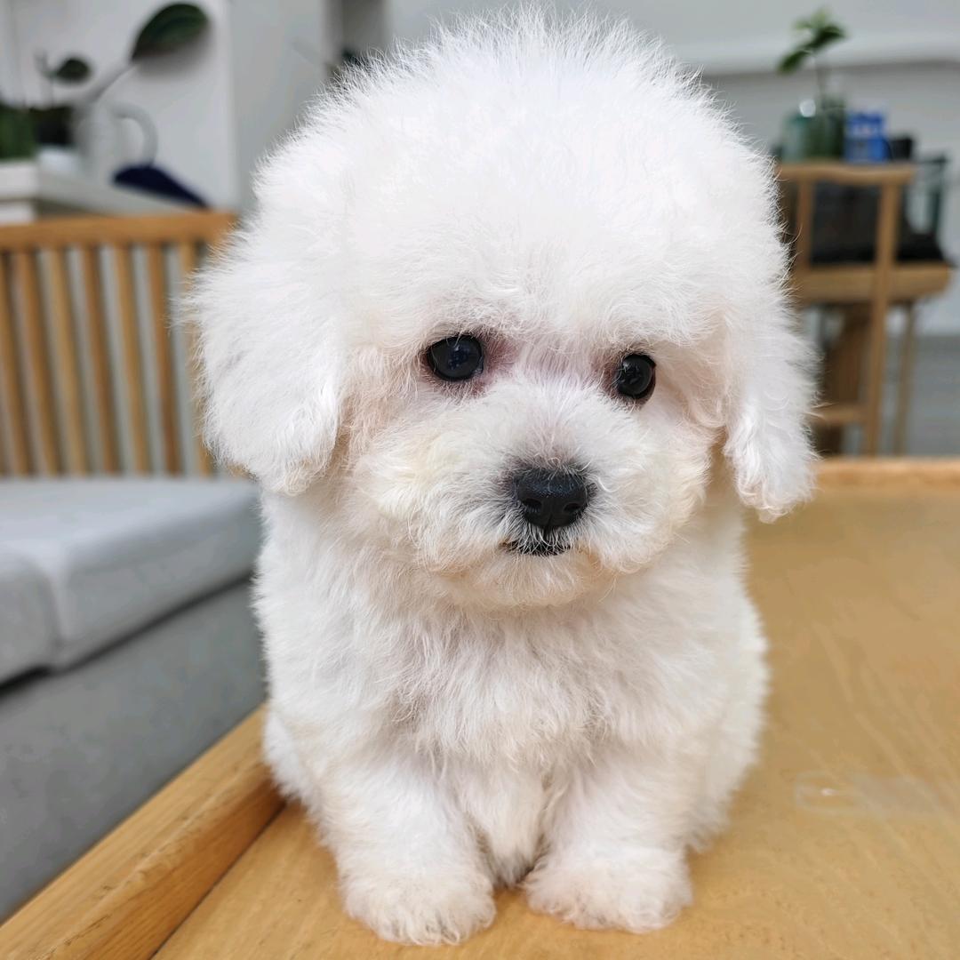 小狗当家宠物生活馆犬舍直销