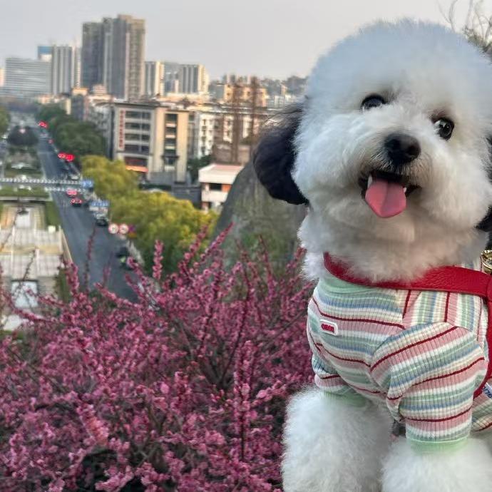 狗狗-驰级浩