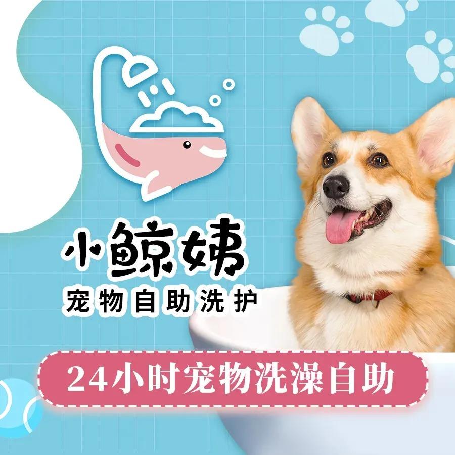 小鲸姨24小时宠物自助洗护总部
