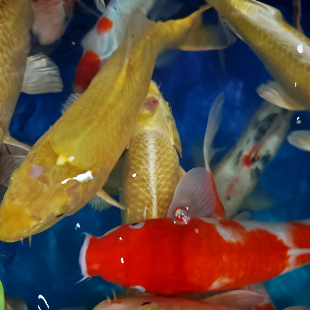 吃奶鱼乐园官方号