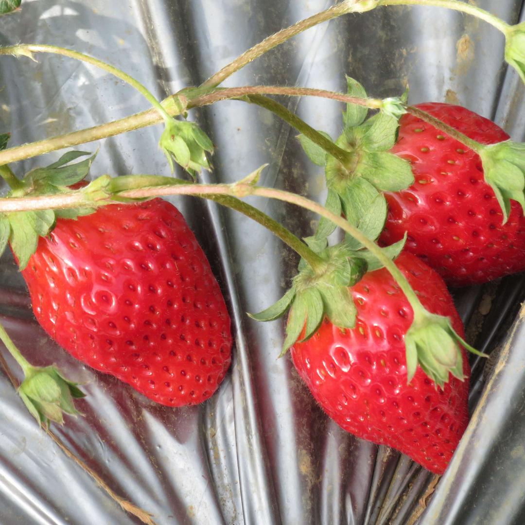 文山城南富哥草莓采摘园