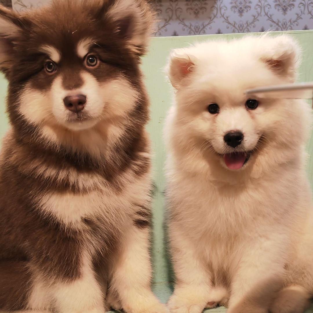 怀化市鹤城区汪社团萌宠乐园