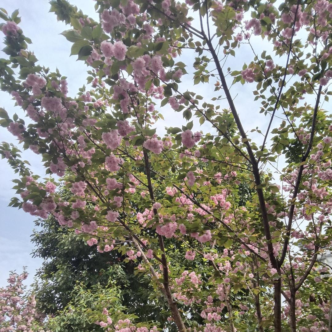 岳池电信(501公交站营业厅)