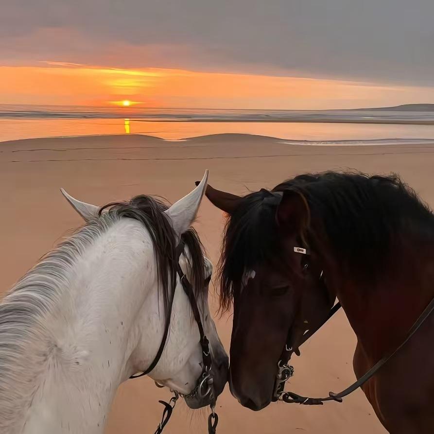 高天平点2直播号