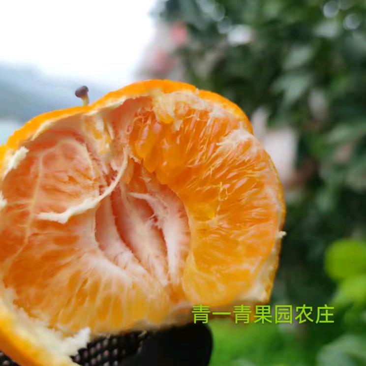 眉山青一青果园农庄爱媛耙耙柑采摘园官方号