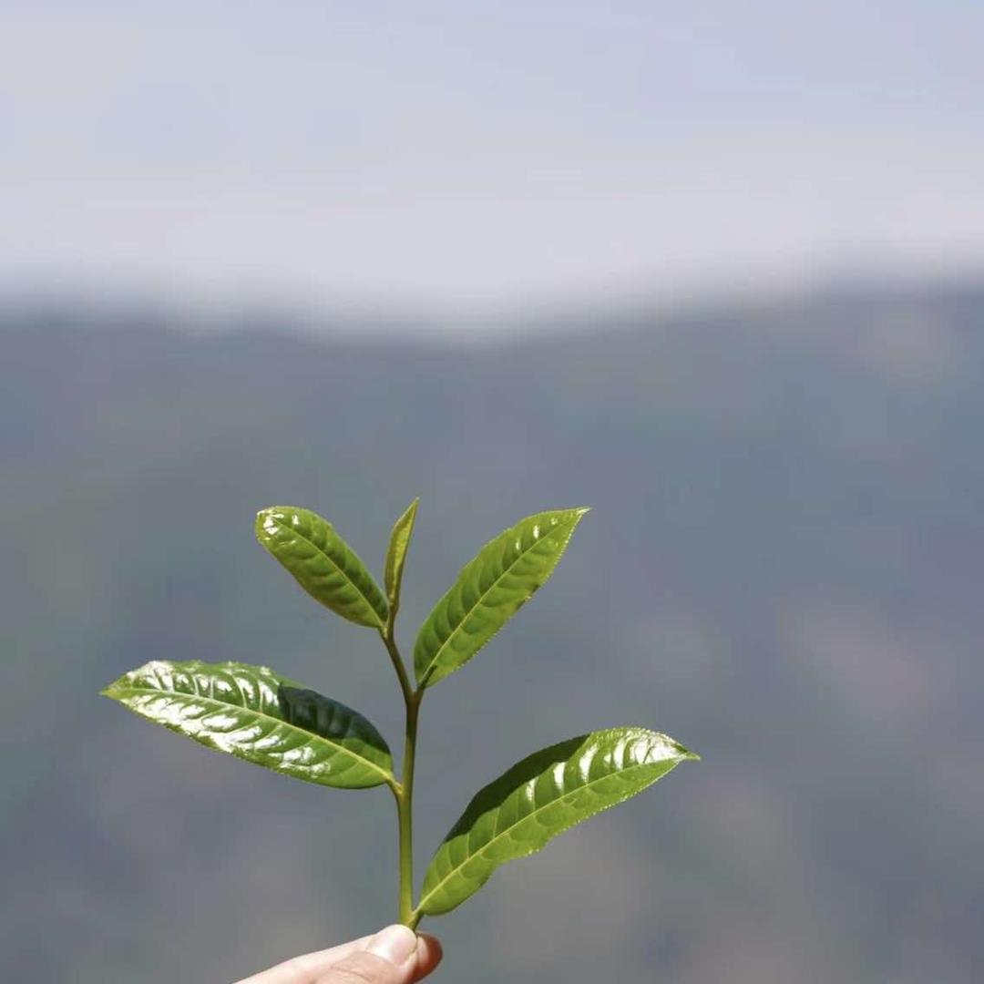 勐库杄墨茶葉(中式茶咖)官方号