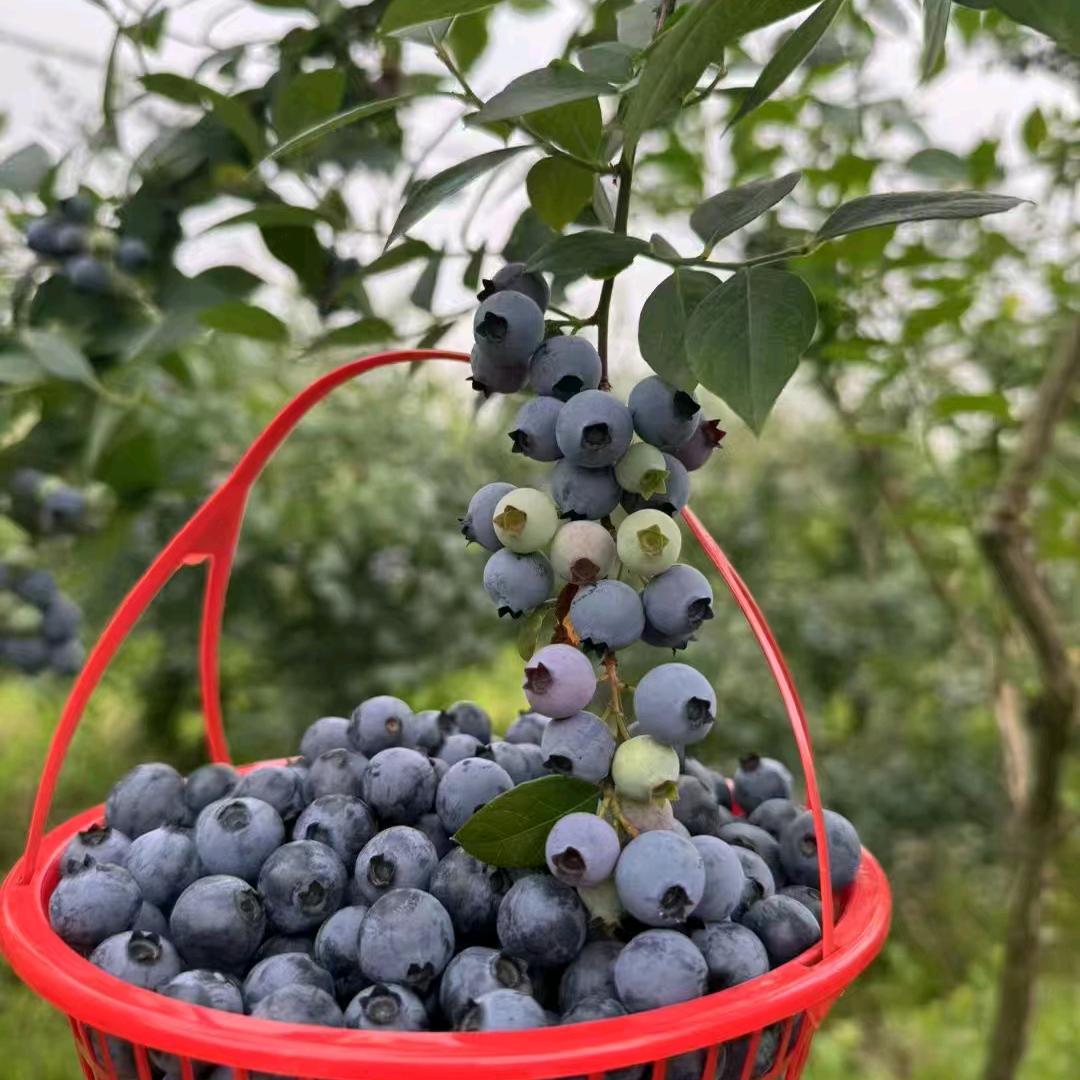 莓开眼笑蓝莓园