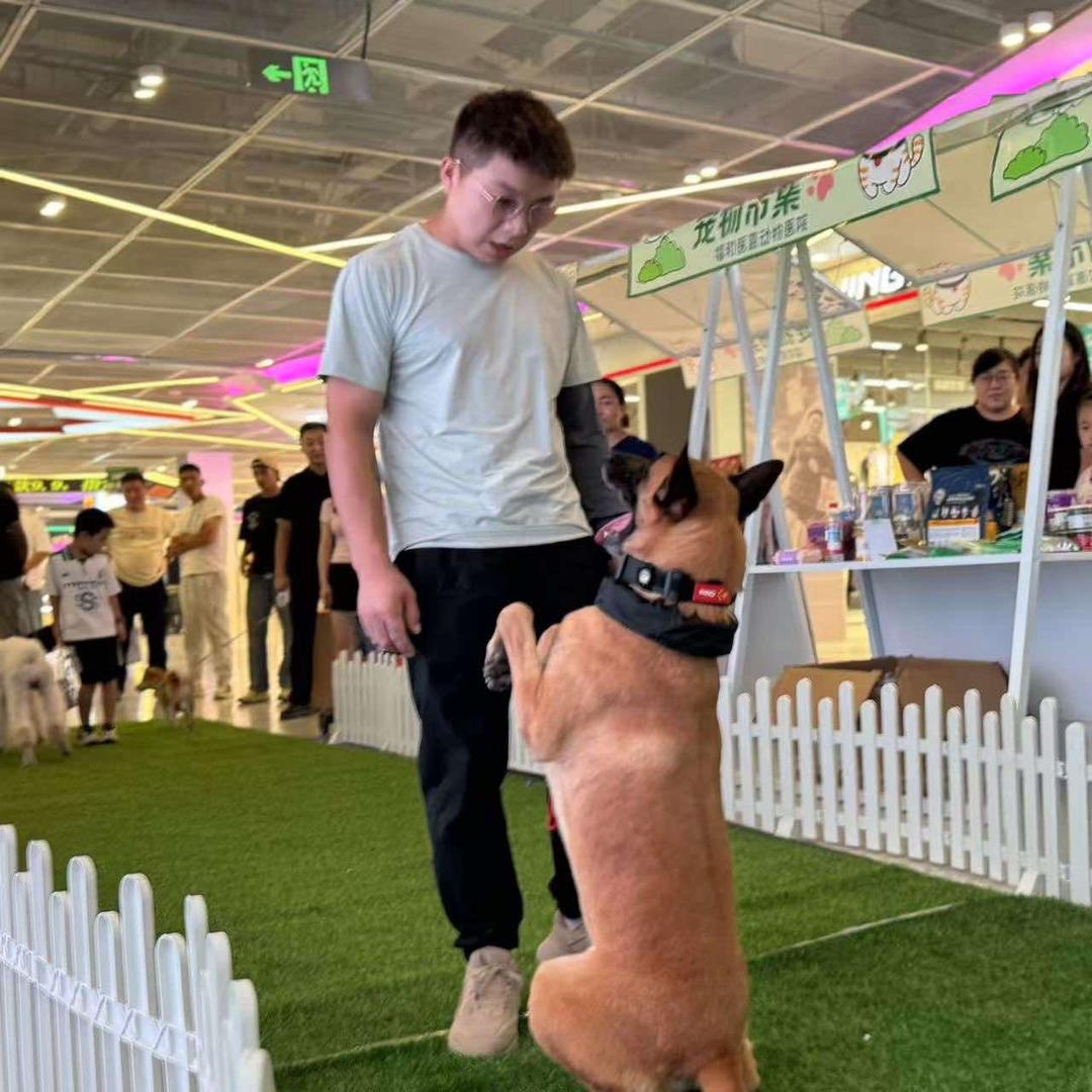 喀什万慕训犬俱乐部