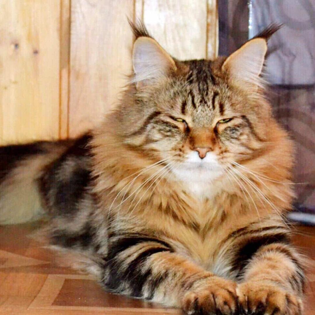 喵仙府缅因猫舍