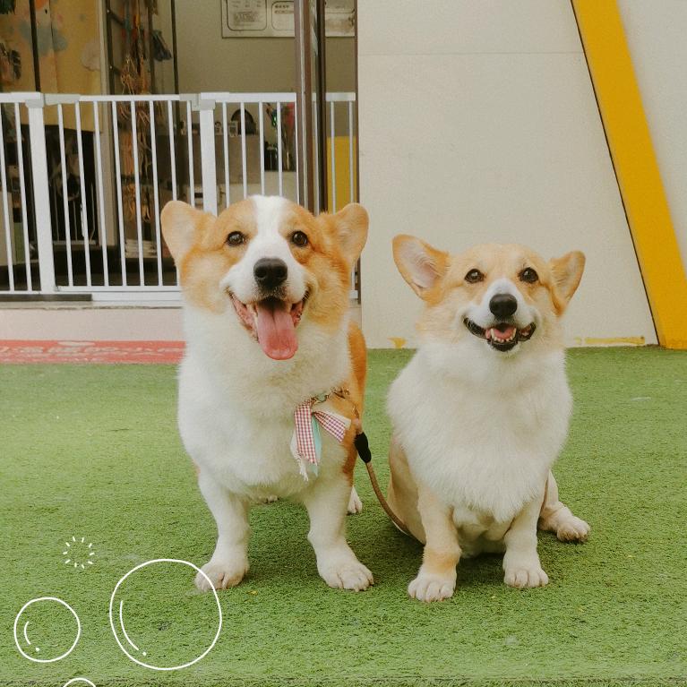 宝鸡市萌宠派宠物生活馆