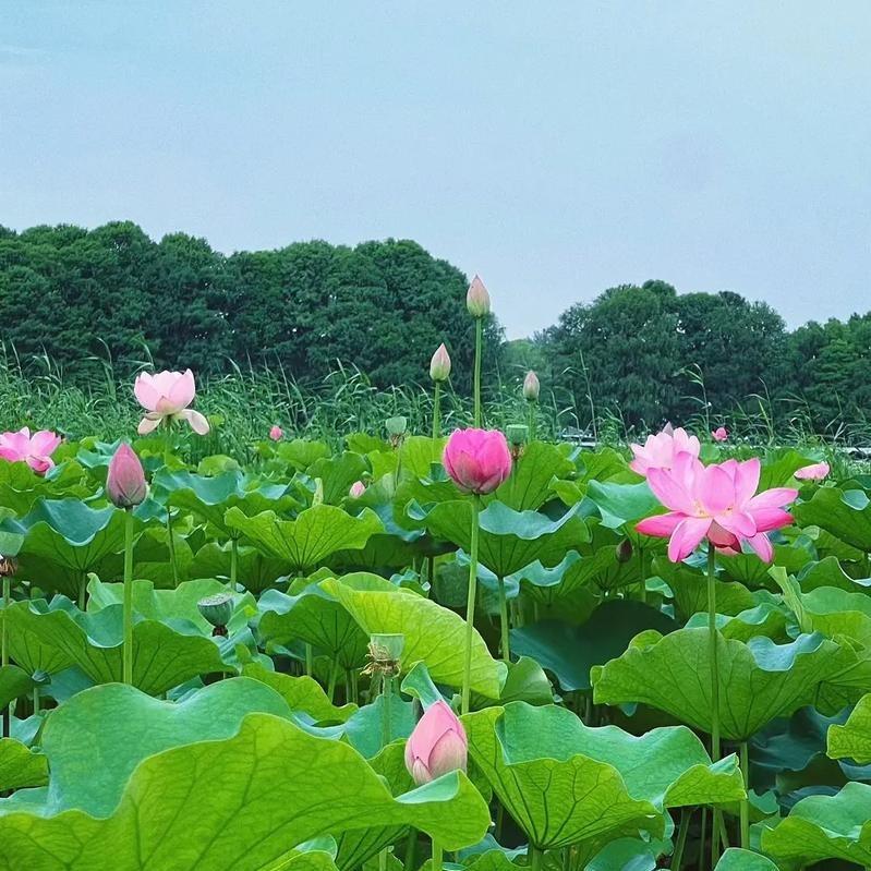 深圳市萌小达经营号