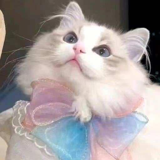 桔囍Nail美甲美睫(张家口)