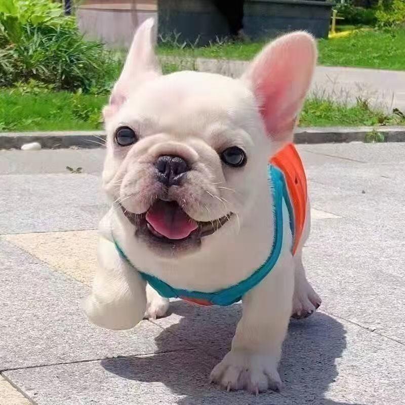 小小淘宠.阿花