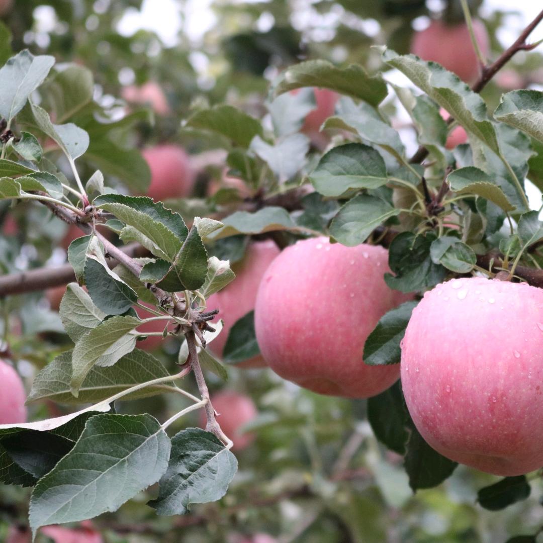 兰州半城果香半城山采摘园