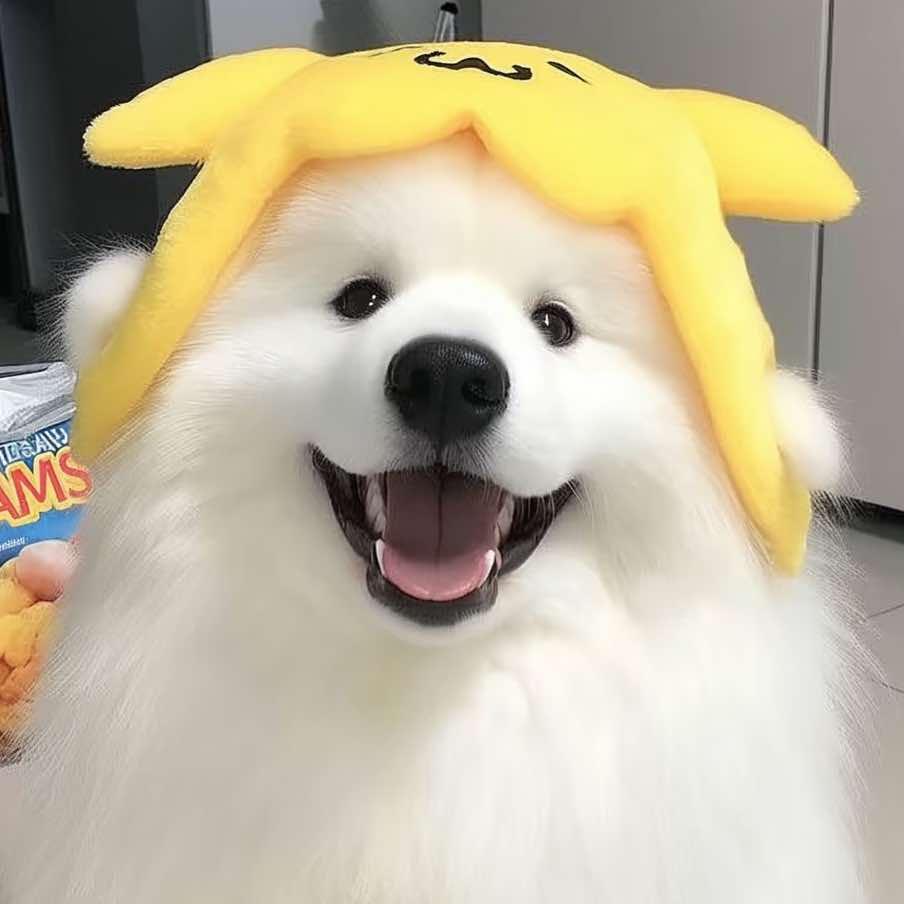 常州老沈宠物·犬舍猫舍