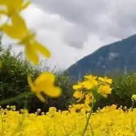 华艺针织2直播号