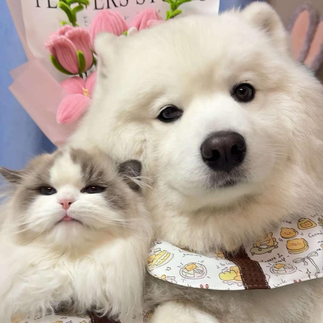 苏州姑苏名宠基地犬舍猫舍