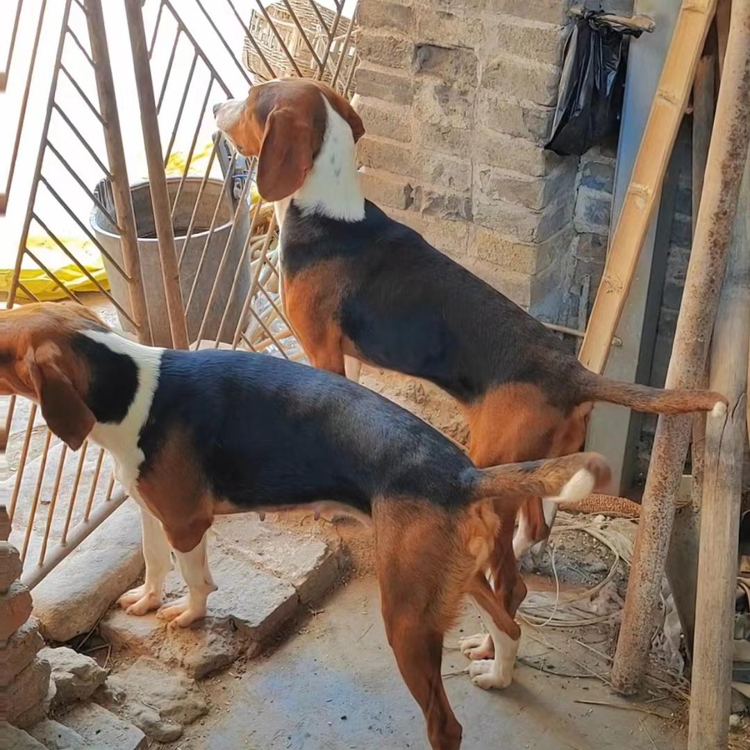 山中犬鸣