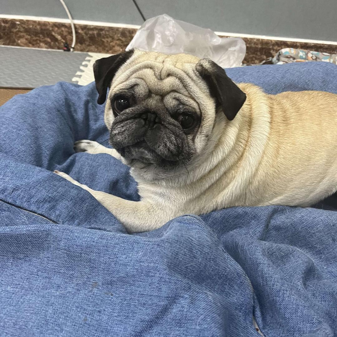 小圆的火锅鸡日记