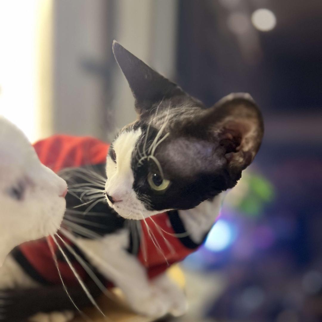 广州猫小集．猫主题猫咖（教育路店）