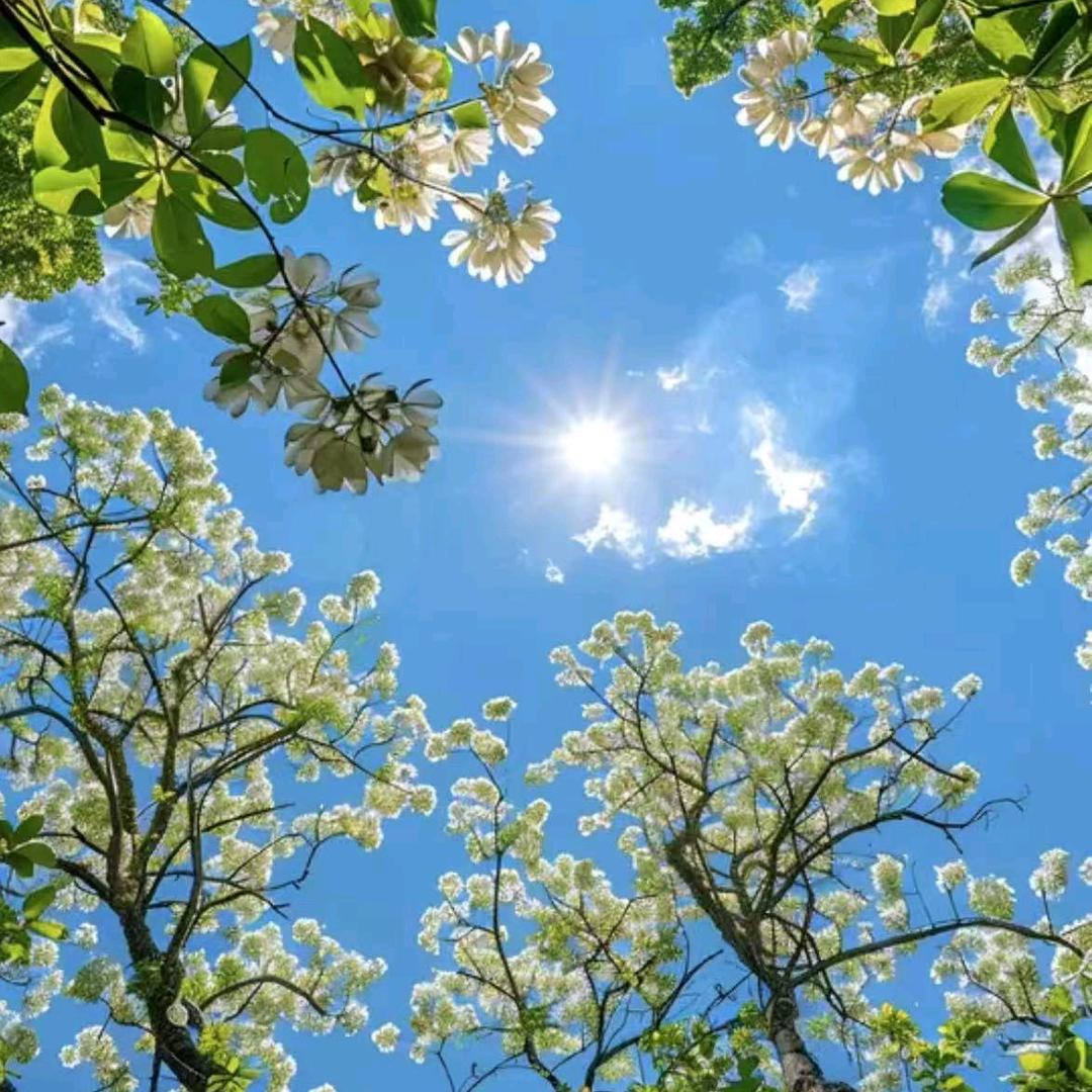 集伟华芬直播号