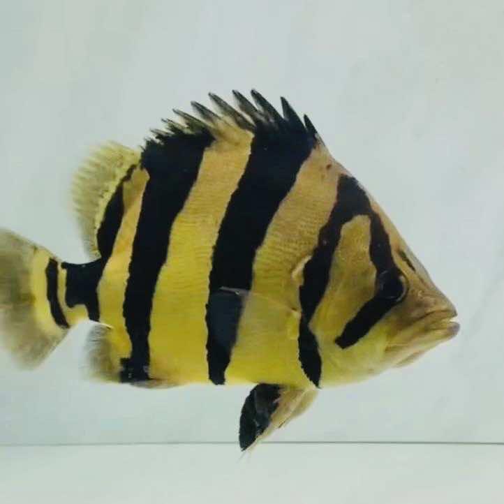 海口美兰郑定漠水产中心