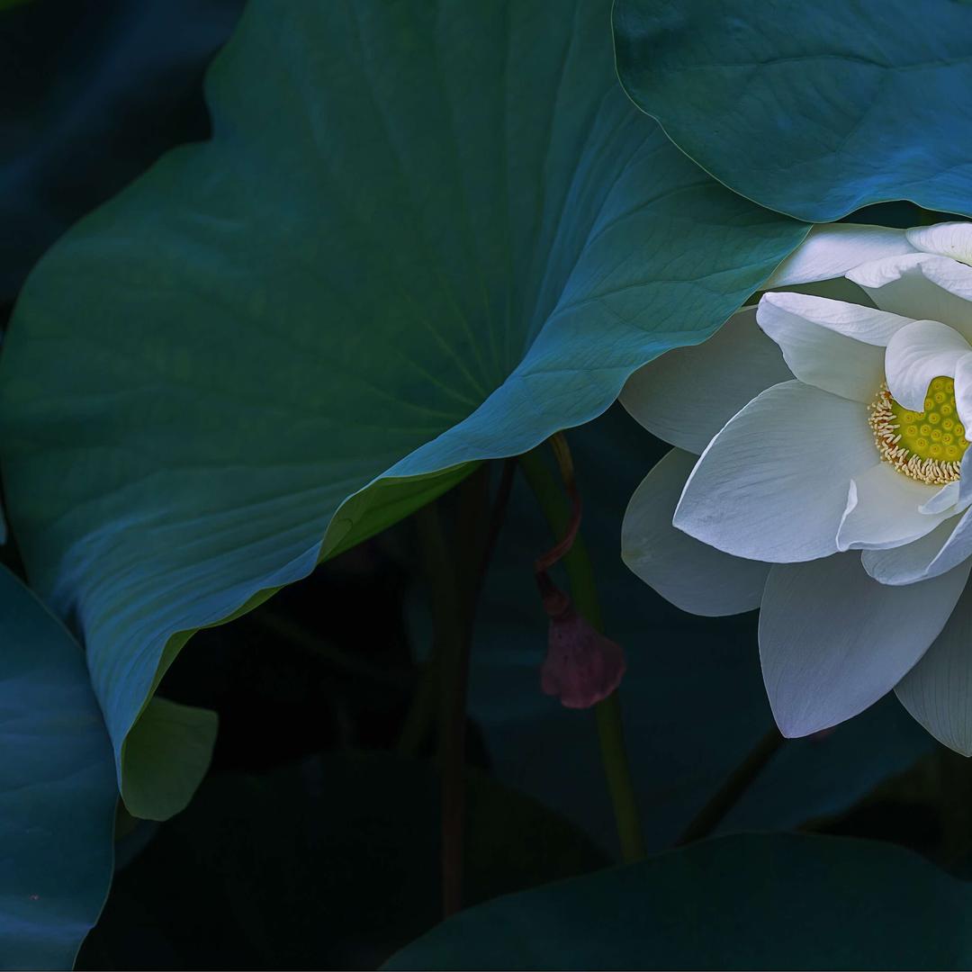 日顺五台山直播号